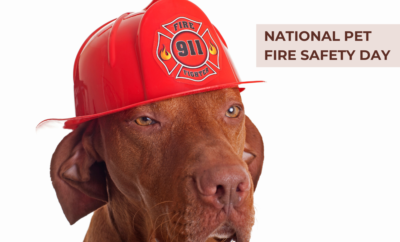 National Pet Fire Safety Day