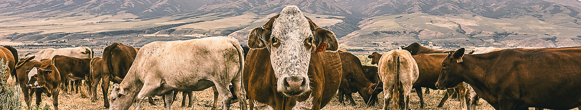 farm insurance banner