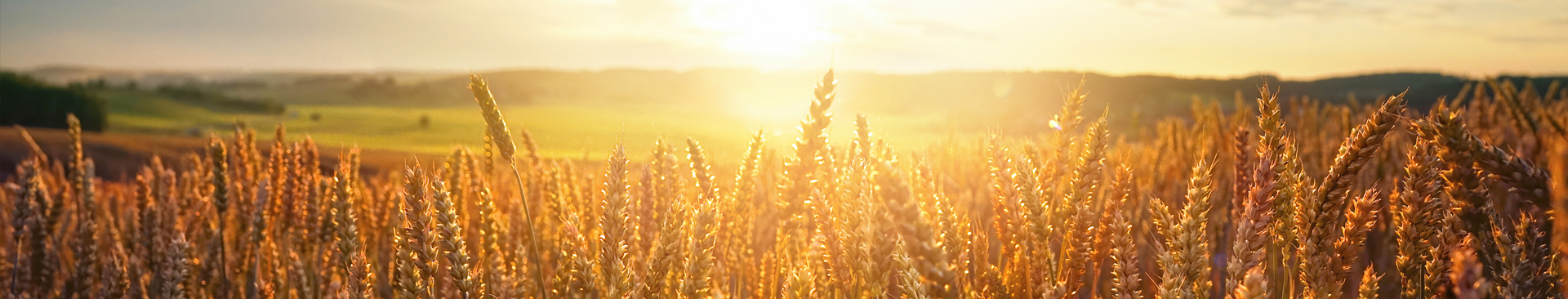 Top Five Idaho Crops and Their Impact on the Economy Banner Image