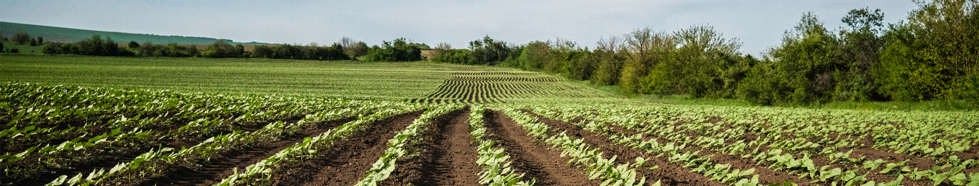 Tips to Prepare Your Farm and Ranch for Spring Banner Image