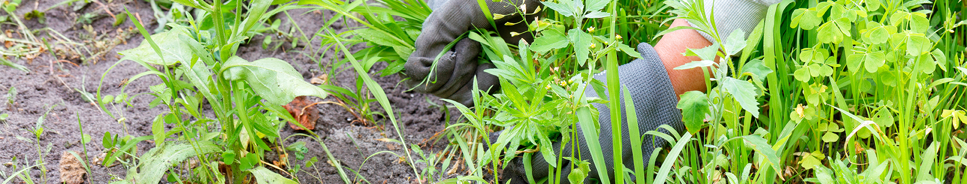 1920x366 Weed Control for Idaho Homeowners