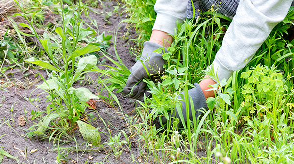 600x335 Weed Control for Idaho Homeowners