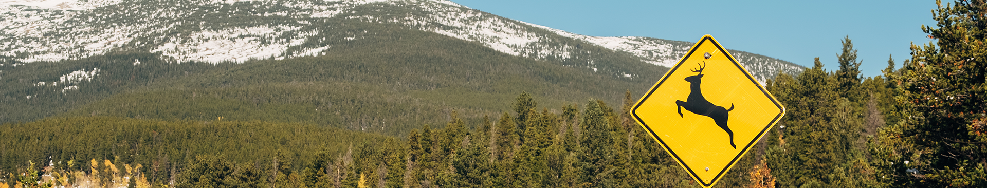 wildlife collision blog banner, deer crossing sign